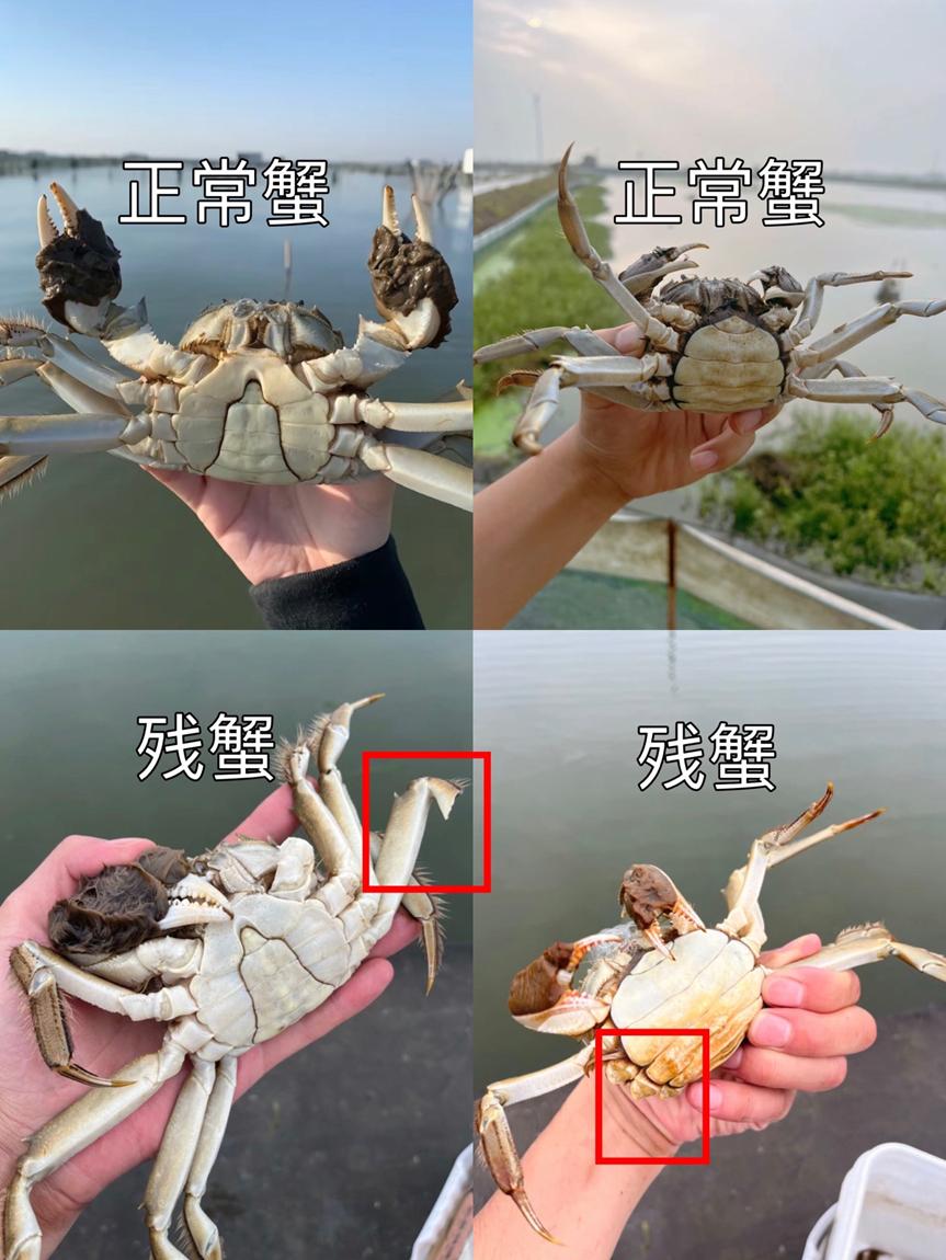 图片[1]-小红书残蟹项目全套细节玩法，复制就能出单的实操复盘 全文1W字- 网创之家